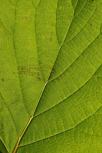 Close shot photography in the green leaves
